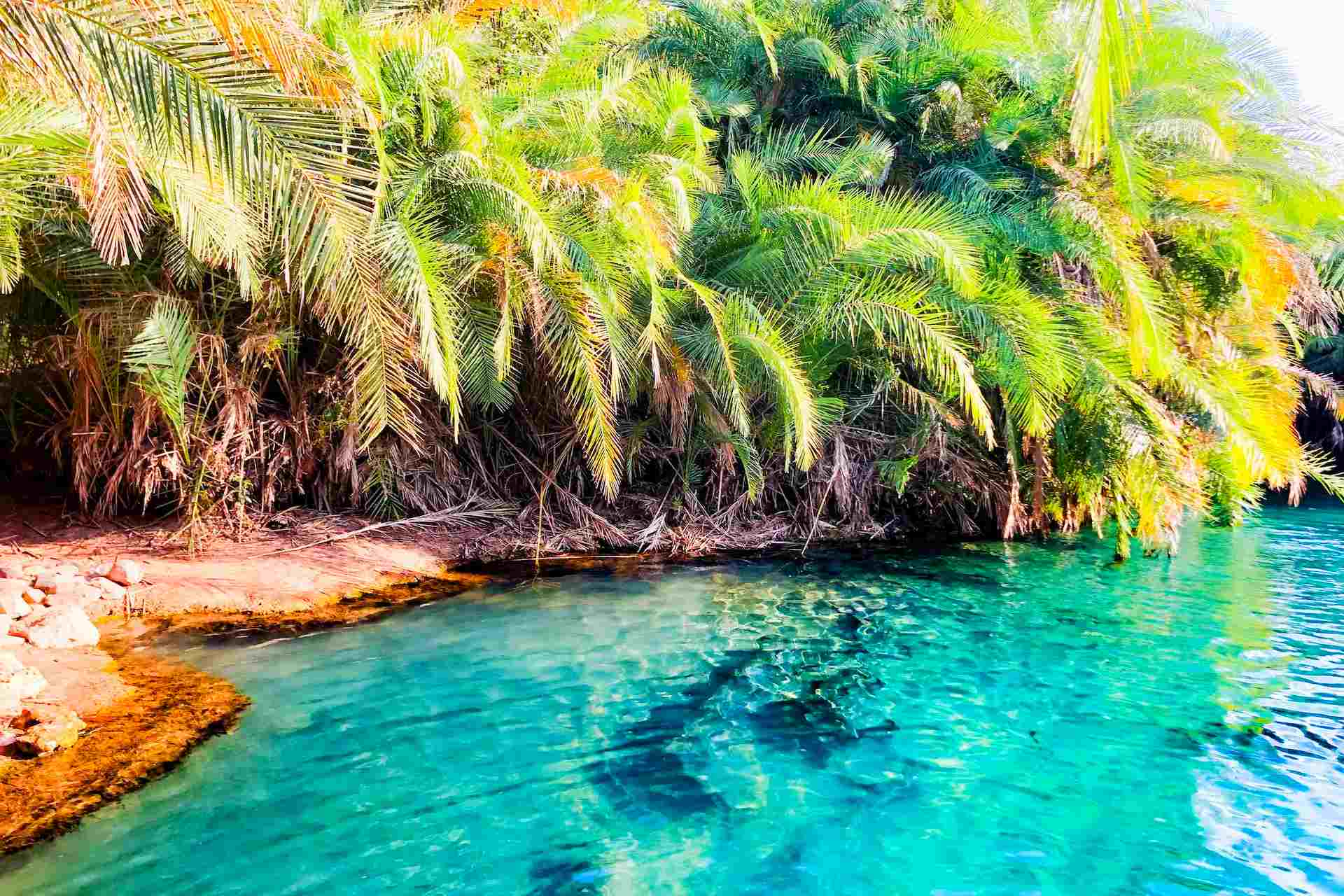 Safari Image