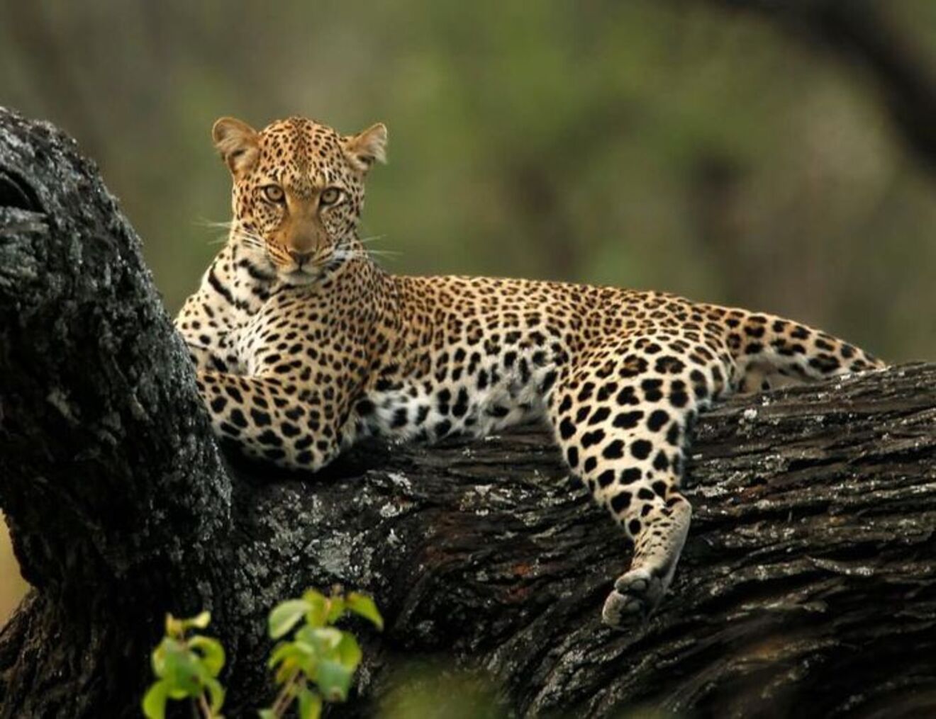 Safari Image