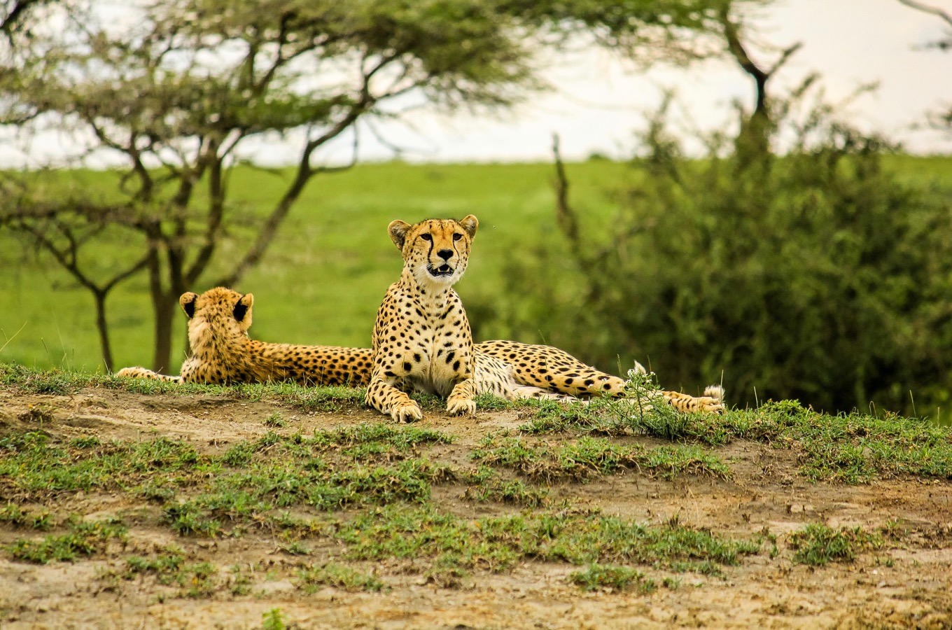 Safari Image