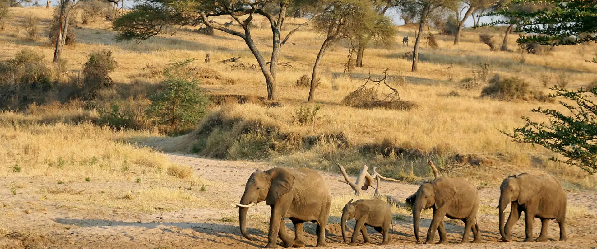 Safari Image