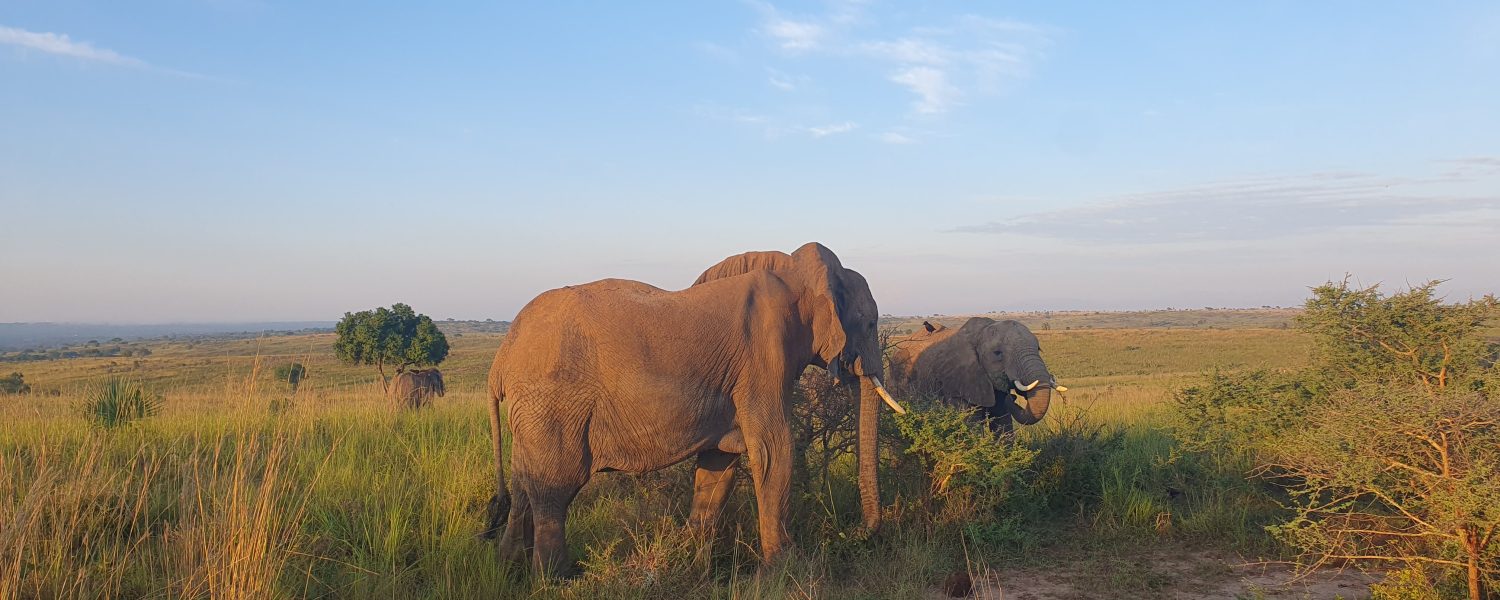 Safari Image